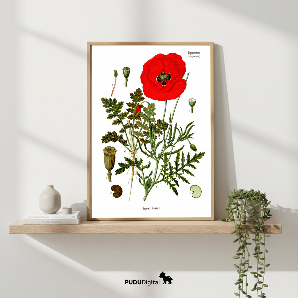 Botanical Prints Set of 6 – Vintage Wall Art – Digital Download