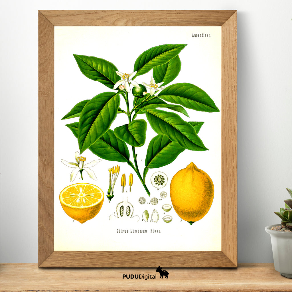 Botanical Prints Set of 6 – Vintage Wall Art – Digital Download