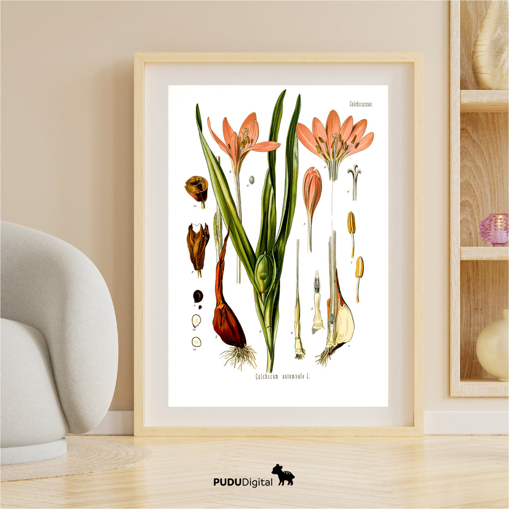 Botanical Prints Set of 6 – Vintage Wall Art – Digital Download