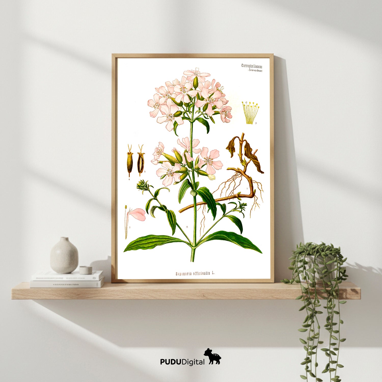 Botanical Prints Set of 6 – Vintage Wall Art – Digital Download
